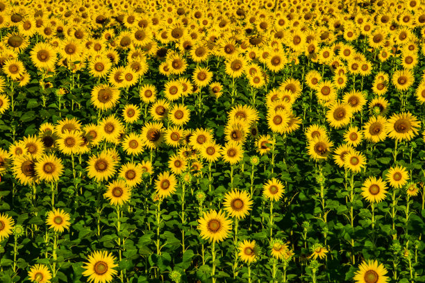 领域的向日葵图片下载