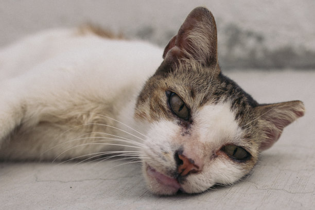 脾气暴躁的猫图片下载