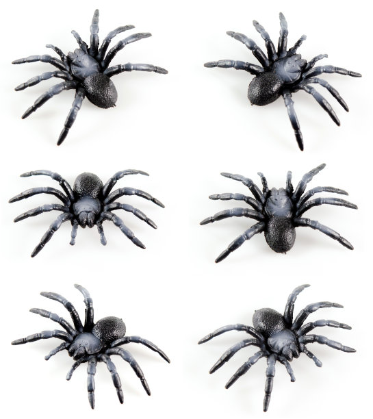 蜘蛛设置图片下载