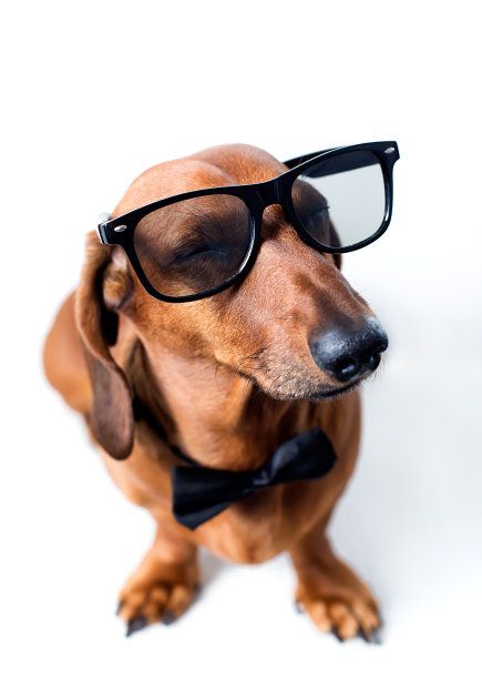 时尚的狗图片下载