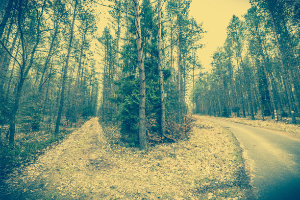 针叶林景观，岔路口，古照图片下载