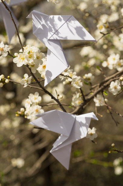 鸽子在盛开的春树上图片下载