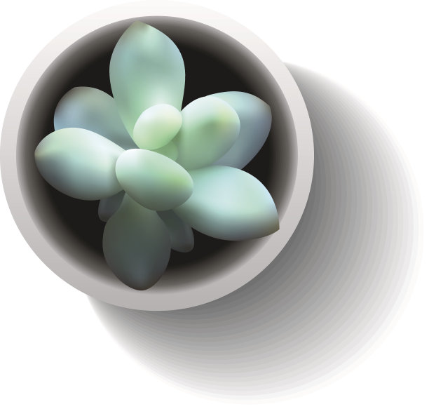 向量多汁pachyphytum图片下载