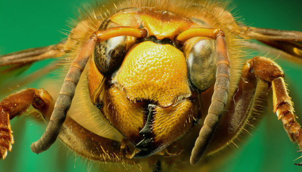 绿色背景上的大黄蜂图片下载