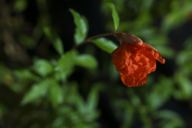 石榴花图片下载