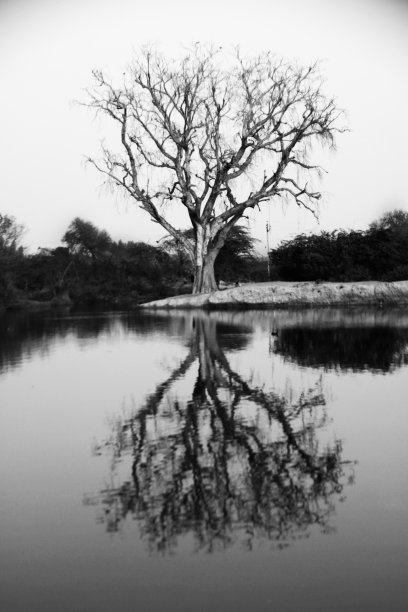 生命之树图片下载