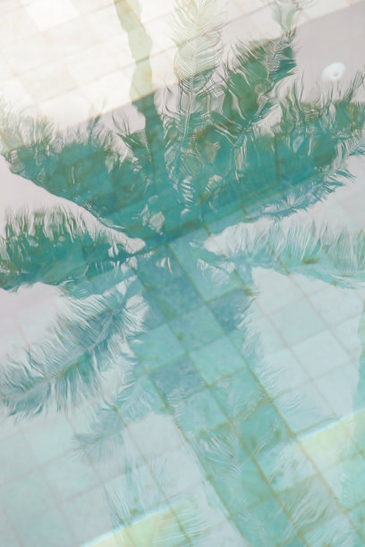 棕榈树在水中倒映图片下载