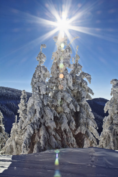 白雪覆盖着美丽的树木图片下载