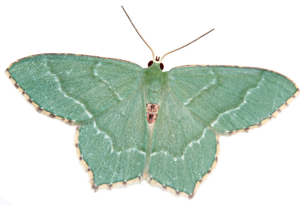 普通祖母绿，半紫花图片下载