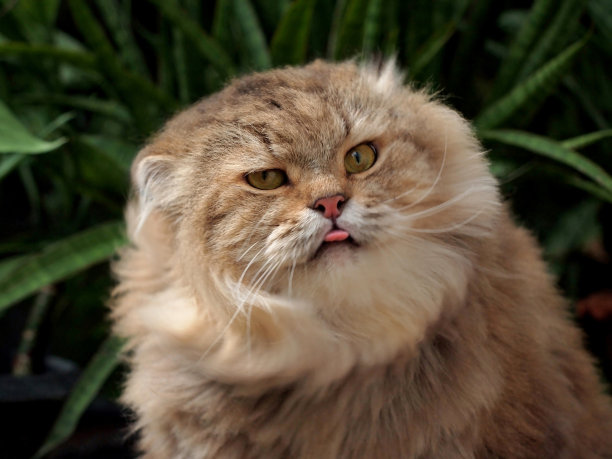 猫伸出舌头图片下载