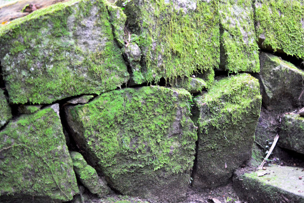 有绿色苔藓的石墙图片下载