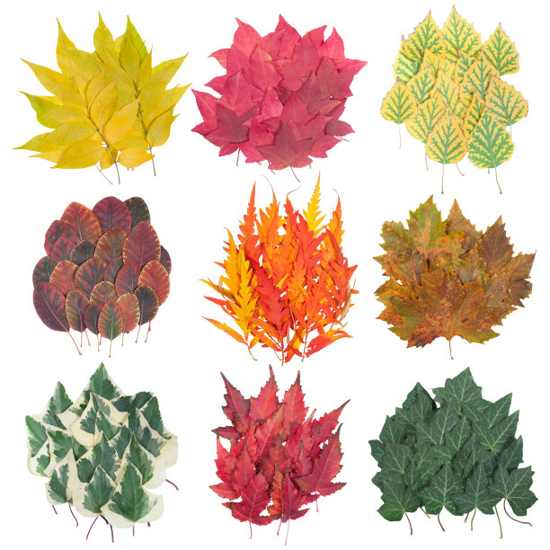 一套美丽的秋叶图片下载