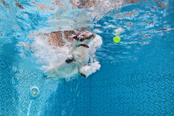 狗在游泳池里跳着捡球图片下载