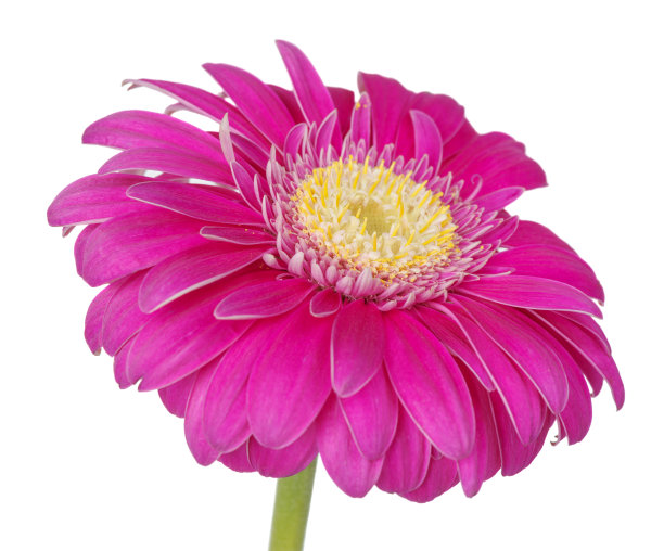 非洲菊花孤立在白色上图片下载