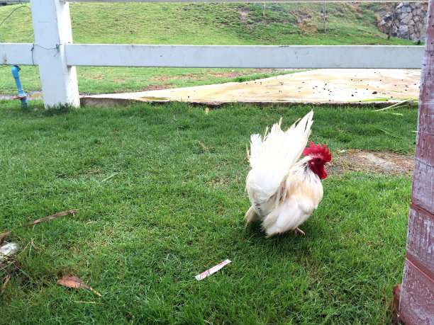 小母鸡在草地上走图片下载