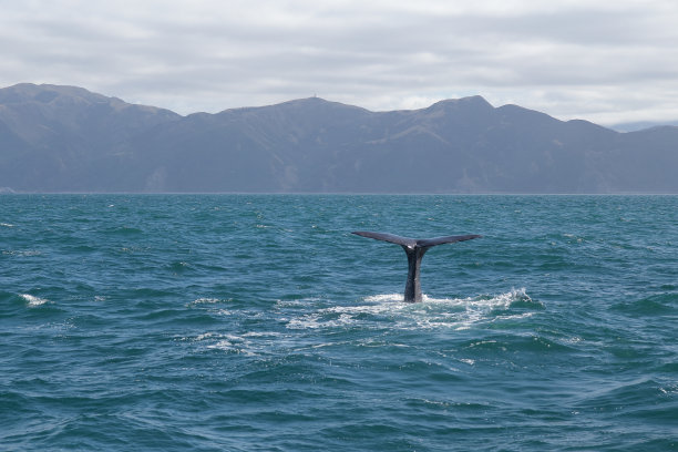 抹香鲸尾巴照片拍摄于观看鲸鱼，新西兰图片下载