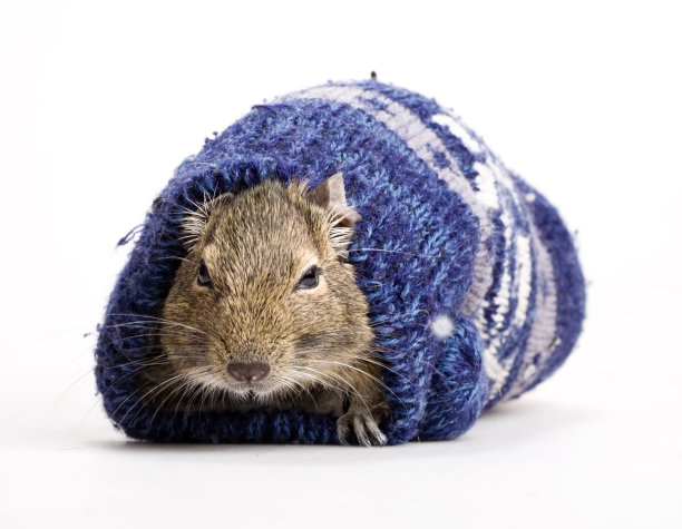 仓鼠在连指手套图片下载