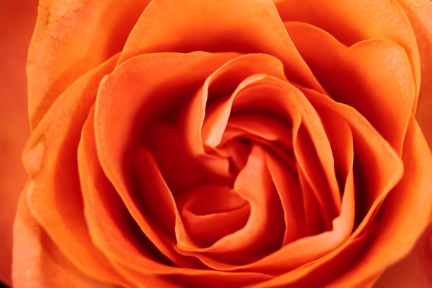 橙玫瑰，茶玫瑰图片下载