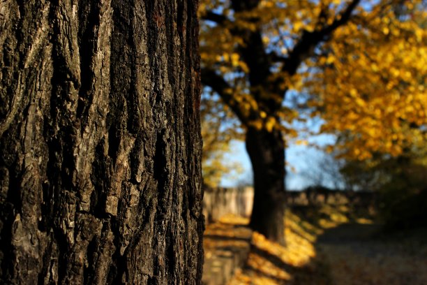 色彩斑斓的秋天图片下载