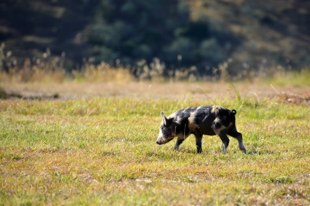 猪在散步，闻草素材图片
