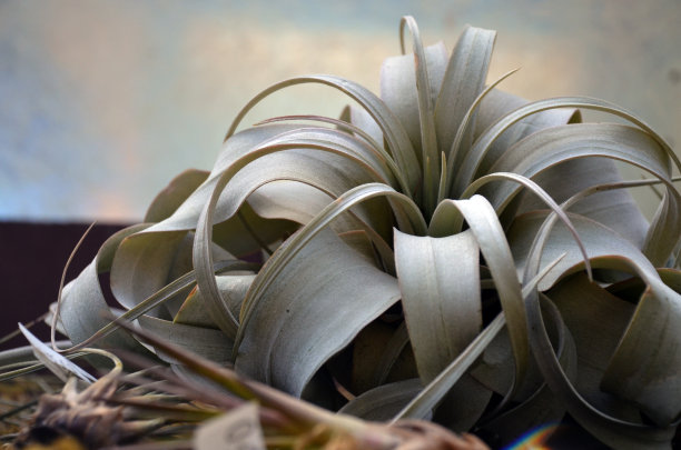 Tillandsia压缩空气装置素材图片