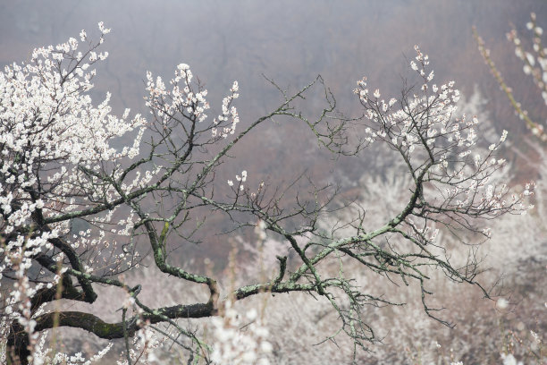 梅花素材图片