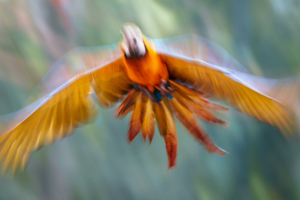 会飞的鹦鹉的抽象照片。的焦点图片下载