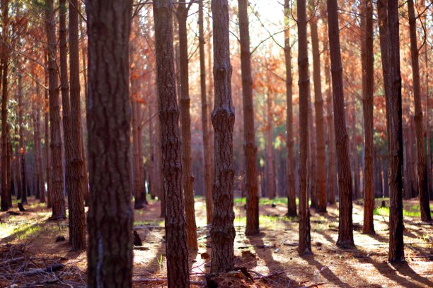 在森林里图片下载