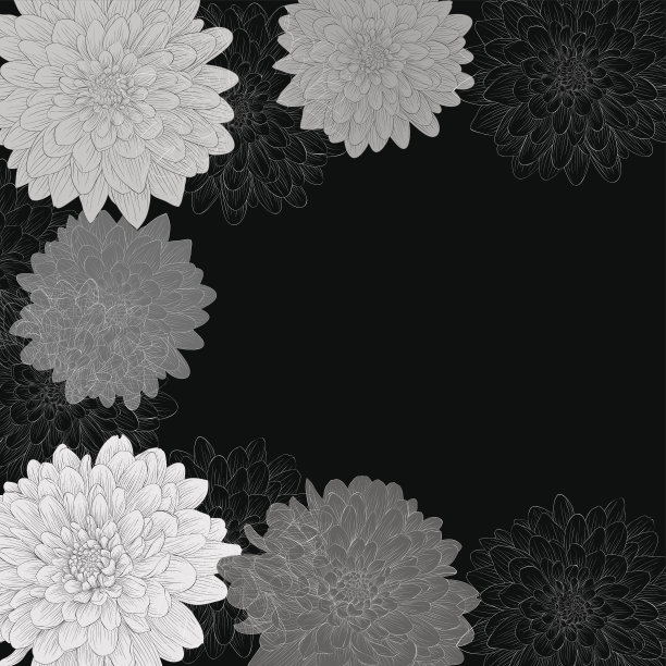 黑白背景与大丽花框架。图片下载
