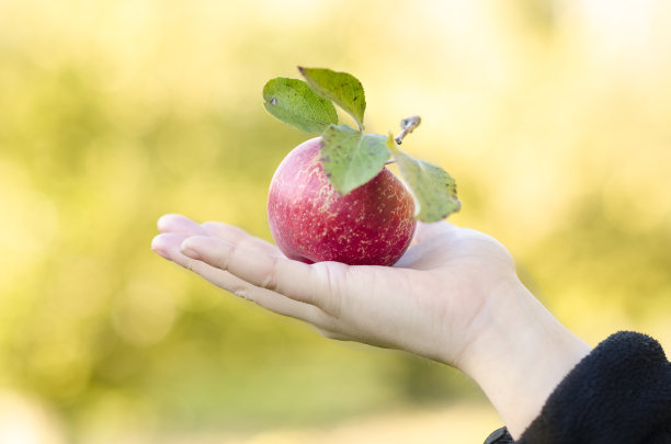 孤立的红苹果图片下载