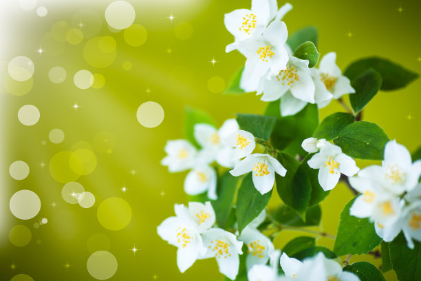 分支的茉莉花图片下载