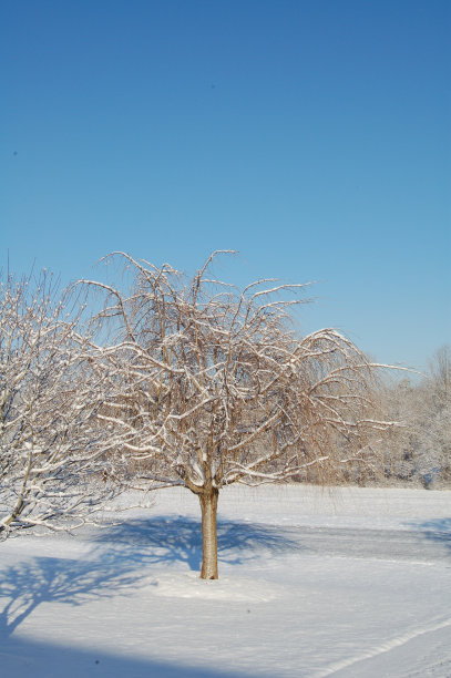 雪覆盖的树图片下载