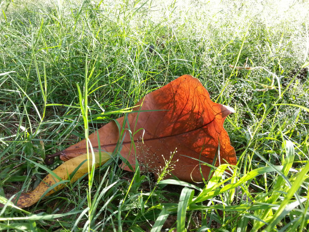 干燥的离开图片下载