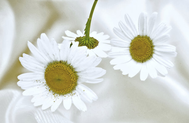 野花白色雏菊图片下载