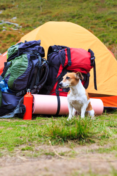 狗露营。图片下载