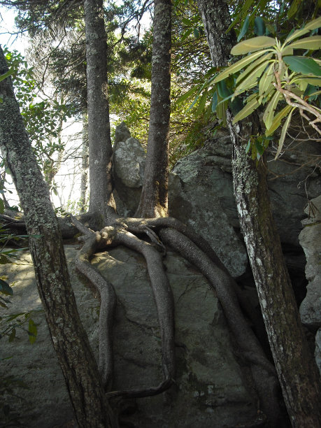蜘蛛树图片下载