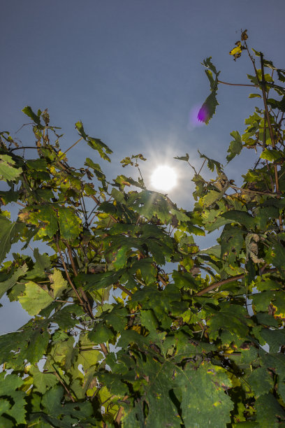 郎河阳光下的藤蔓(联合国教科文组织世界遗产)图片下载
