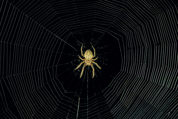晚上危险的蜘蛛网背景图片下载