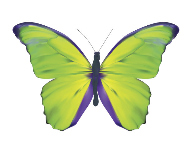 绿蝴蝶孤立在白色现实图片下载