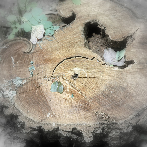 树的年轮图片下载