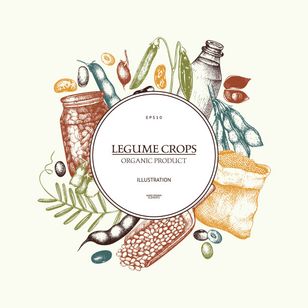 矢量彩色设计用墨水手绘豆科作物草图。图片下载