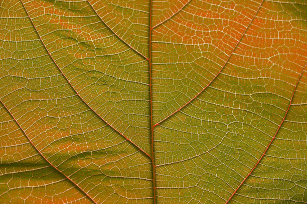 近距离观察黄橙色的叶子纹理图片下载