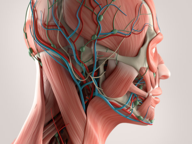人体解剖学头部侧视图图片下载