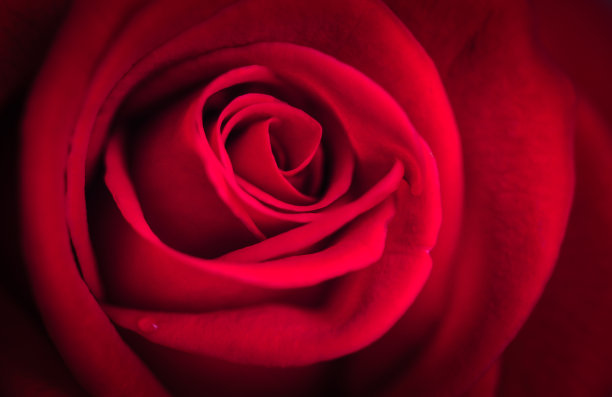 红玫瑰图片下载