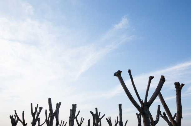 树枝和天空图片下载