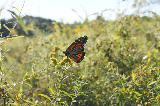 草地上的蝴蝶图片下载