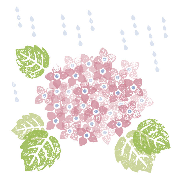 雨季里的粉色绣球花图片下载