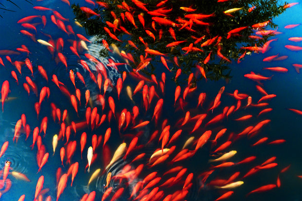 池塘里的一群橙色锦鲤图片下载