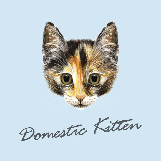 矢量图解肖像家猫。图片下载