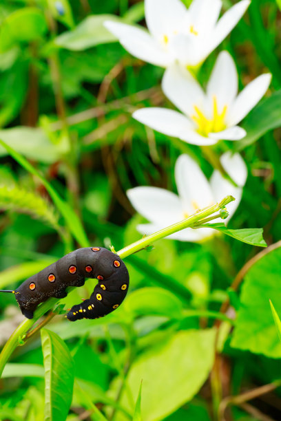 日本长有红斑的黑色毛虫图片下载